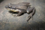 Western Chorus Frog By: Don Becker