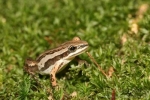 Western Chorus Frog By: Don Becker