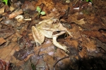 17043-wood_frog-lithobates_sylvaticus
