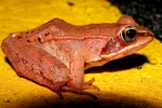 Wood Frog - By: Bob Hamilton