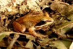 Wood Frog - By: Bob Hamilton