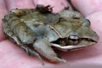 Wood Frog - By: Bob Ferguson