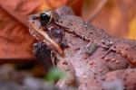Wood Frog - By: Jeff Slawson