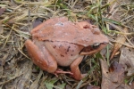 Wood Frog - By: Wayne Fidler