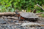 Wood Turtle - By: Stephen_Staedtler