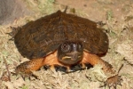 Wood Turtle - By: Wayne Fidler