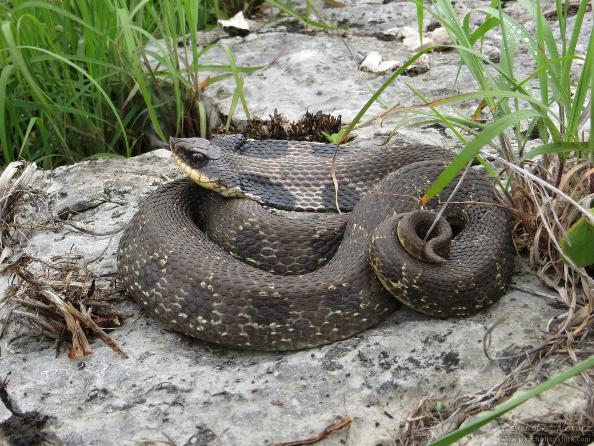 Eastern Hog-nosed Snake - Cape Cod National Seashore (U.S.