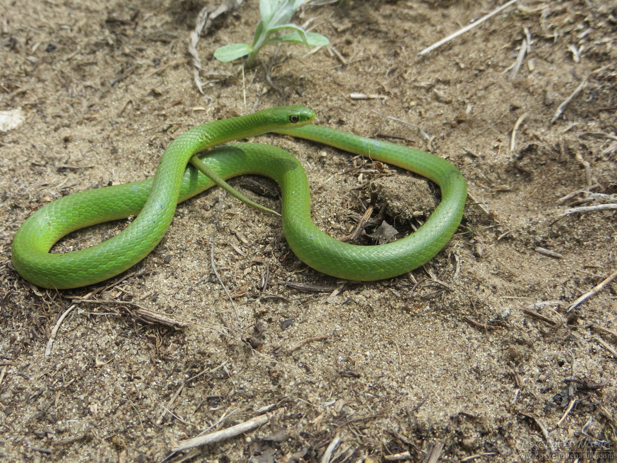 Smooth Greensnake Pa Herp Identification