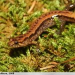 Allegheny Mountain Dusky Salamander