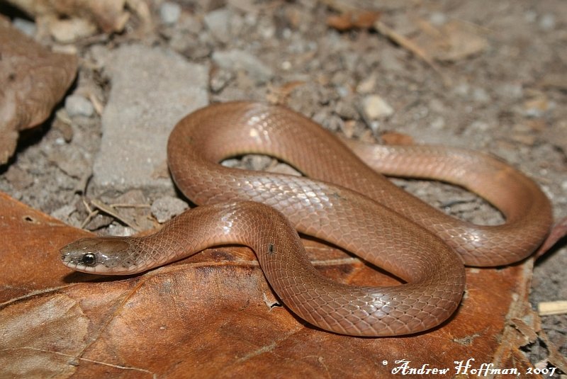 Scientists make 'rare' new identification of snake family