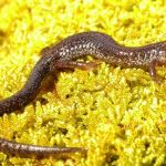 Valley & Ridge Salamander