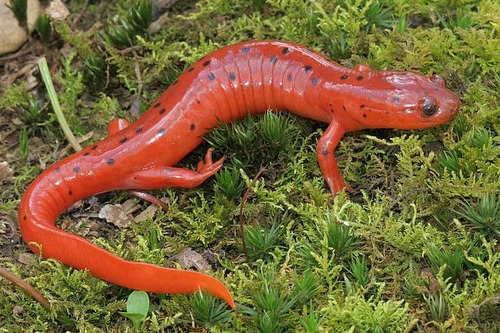 Mud salamander Midland Mud Salamander