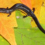 Northern Ravine Salamander