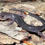 Wehrle’s Salamander