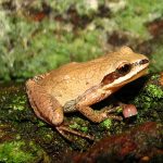 New Jersey Chorus Frog